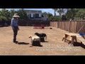 How I Train Young Labrador Retrievers, Dog Training In Sunnyvale,Ca How I Train Young Labrador Retrievers, Dog Training In Sunnyvale,Ca