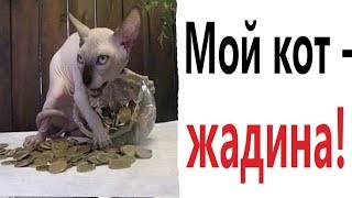 Лютые приколы. МОЙ КОТ ЖАДИНА!!! Попробуй не засмеяться! Самое смешное видео! – Domi Show! Лютые приколы. МОЙ КОТ ЖАДИНА!!! Попробуй не засмеяться! Самое смешное видео! – Domi Show!