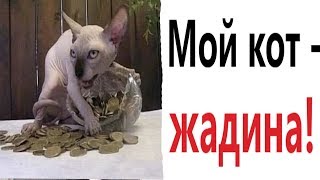 Лютые приколы. МОЙ КОТ ЖАДИНА!!! Попробуй не засмеяться! Самое смешное видео! – Domi Show!