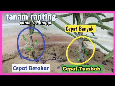 Video: Menanam Tarragon Di Dalam: Cara Menanam Tarragon Di Dalaman