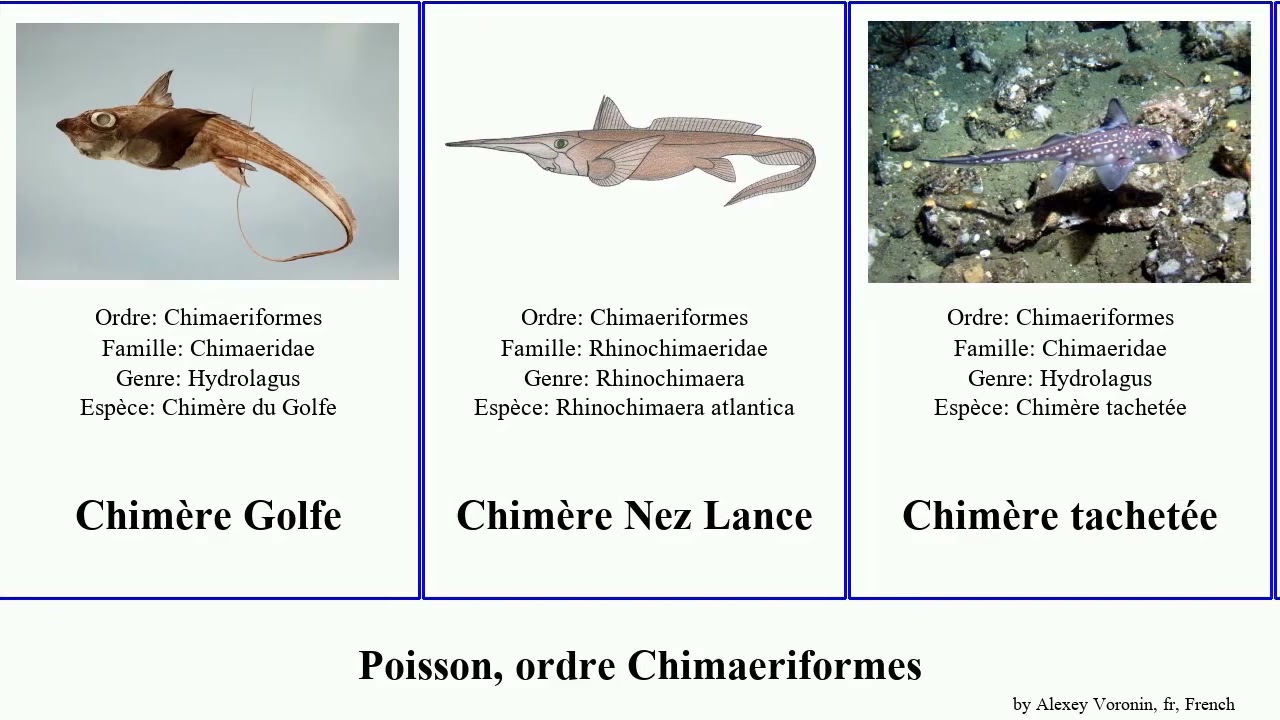 poisson-ordre-chimaeriformes-chim-re-fish-serratus-squaloraja