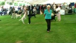 East of England Champ Show Labrador Dog CC