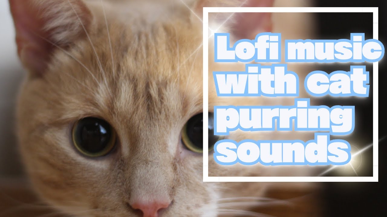 【Lofi cat music】Furry Zen: A Calming Lofi Experience for Cats