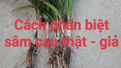 Cách phân biệt sâm cau thật với cây bồng bồng.