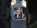 ジェイク出勤 #田舎暮らし #イングリッシュポインター #dog #大型犬のいる生活