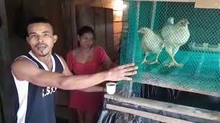 Aprovechamiento de gallinaza para la cría de peces. Bajo Cauca, DCC virtual octubre 2020.