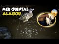 MEU QUINTAL ALAGOU | QUASE PERDI TODOS OS ANIMAIS 😱🌧