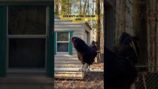 The real sound of ROSTER #shortfeed #shortvideo #short #chicken #countryside #shortvideo