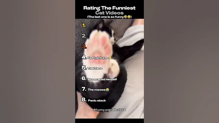 Rating The Funniest Cat Videos 🤣