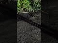 अजगर सांप भाई लोग देखें। #sortfeed #nagindance #funny #sorts#@chotupii  #subscribe #trending