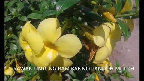KACAR DALUNG Lampung, Irama Melayu