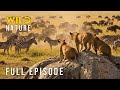 WILD SAVANNAH - Clash of the Fiercest Titans (Full Episode) | Nature animal documentary