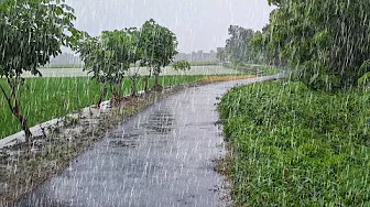 LIGHT RAIN AND SOFT WIND | RAIN SOUNDS AND GENTLE THUNDER | ASMR | RAIN FOR SLEEPING
