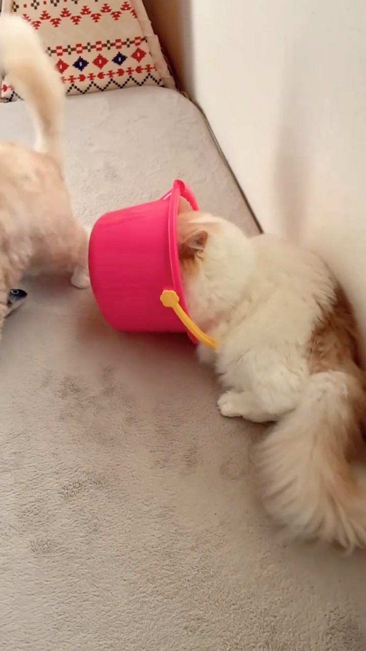 Ramune gets stuck in a bucket #catvideos #lifeincats #catlover