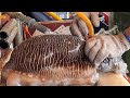 Amazing live giant cuttlefish cutting skills you never seen - How to make cuttlefish Sashimi