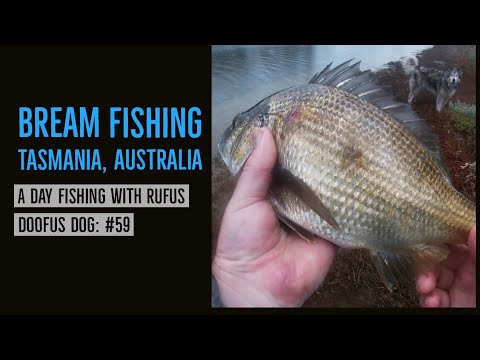 Doofus Rufus Bream fishing Tasmania, Australia. A day fishing with Rufus Doofus dog ...