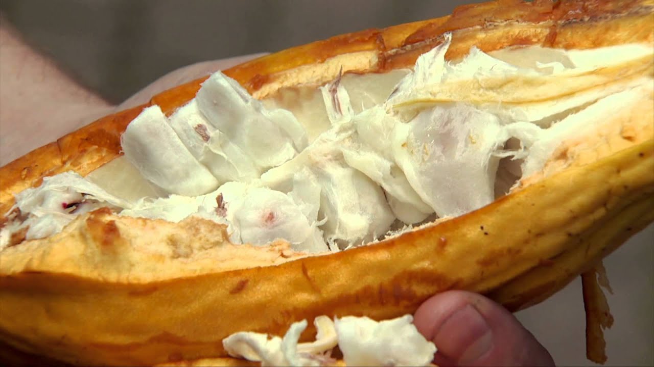 The Cocoa Plant - YouTube