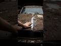 “One Touch Revealed This Hidden Mustang!”#carrestoration #satisfying