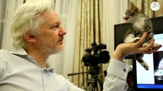 Julian Assange Gets A Kitten To Keep Him Company