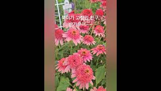 여름꽃//애키네시아,히비스커스#가드닝#여름꽃#화초기르기