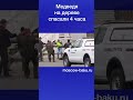 Медведя на дереве спасали 4 часа