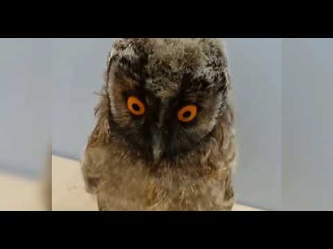 В первый рабочий день после отпуска 🦉😂