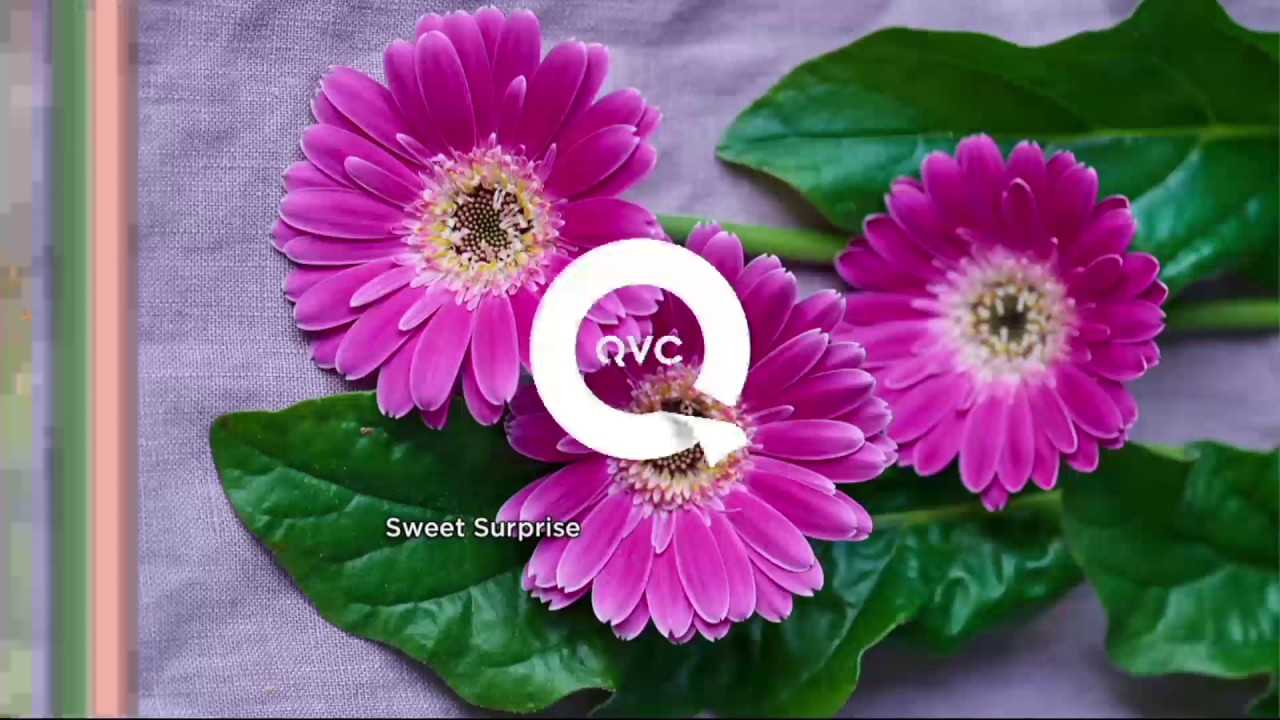 Roberta's 4piece Oh So Sweet Gerber Daisies on QVC YouTube