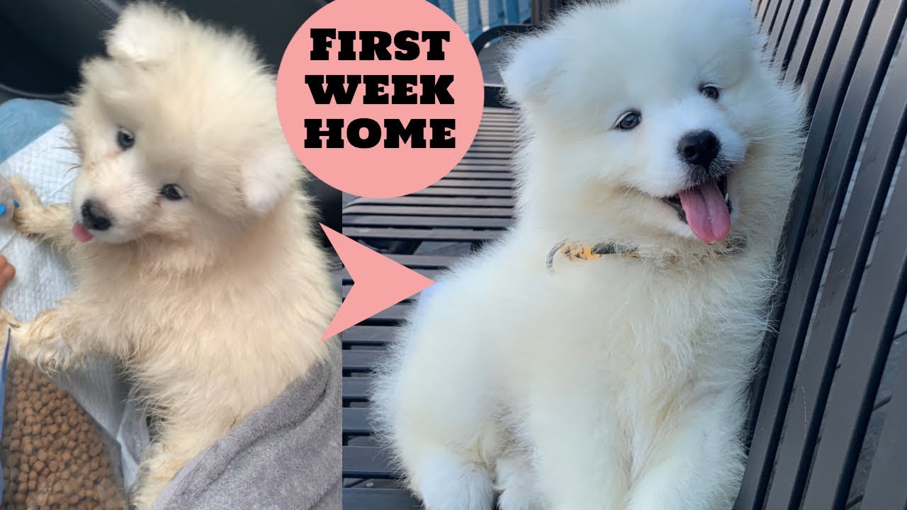 Samoyed puppy first week home #0 | Stay with Eight months cute and ...