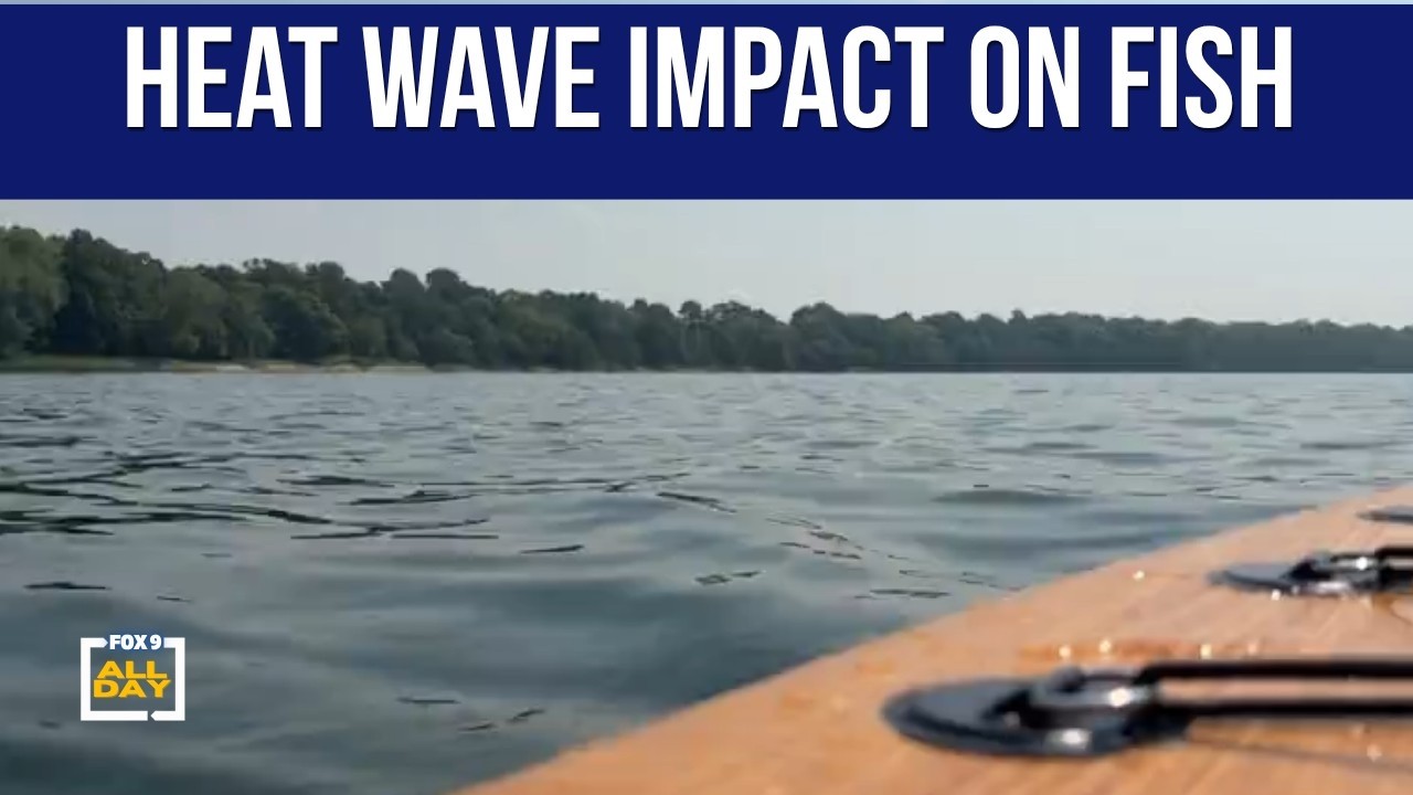 Heat Wave Impact on Fish Populations