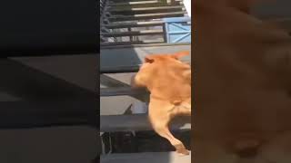 Sus Dog Doing Sus Stuff