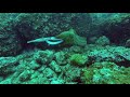 Moray eel eating reef cornetfish