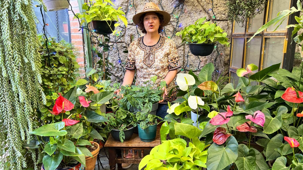 La Planta de Interior más DESEADA, mira como quedó: Monstera Adansonii o Planta Esqueleto