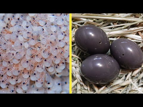 Video: Hangi Kuş Yumurtaları Yemek Pişirmede Kullanılabilir?