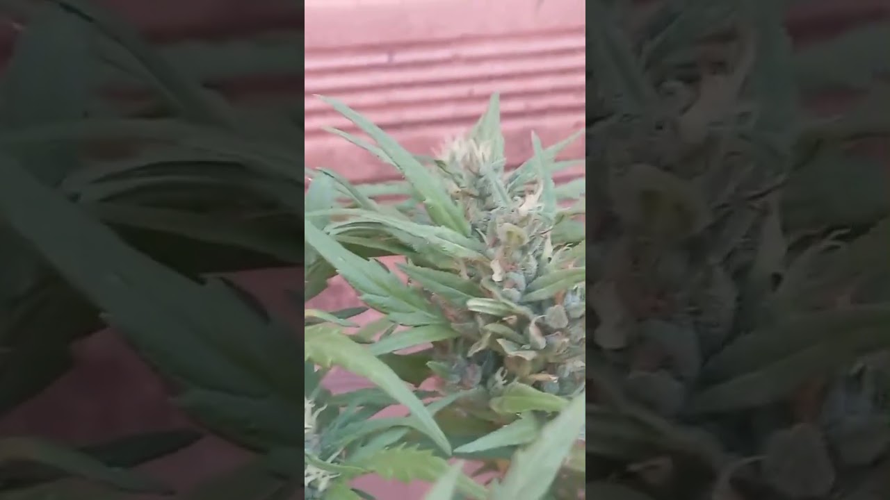 Prenseeds, semente de prensado