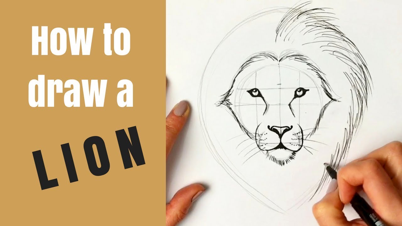 Beginners How To Draw A Lion Youtube