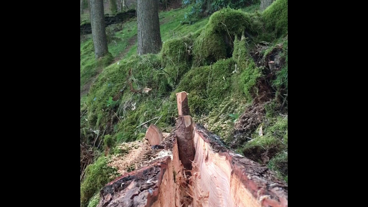 Building a log Adirondack-style shelter/cabin Part 1