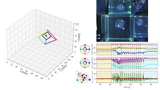 Harnessing Natural Embodied Intelligence for Spontaneous Jellyfish Cyborgs