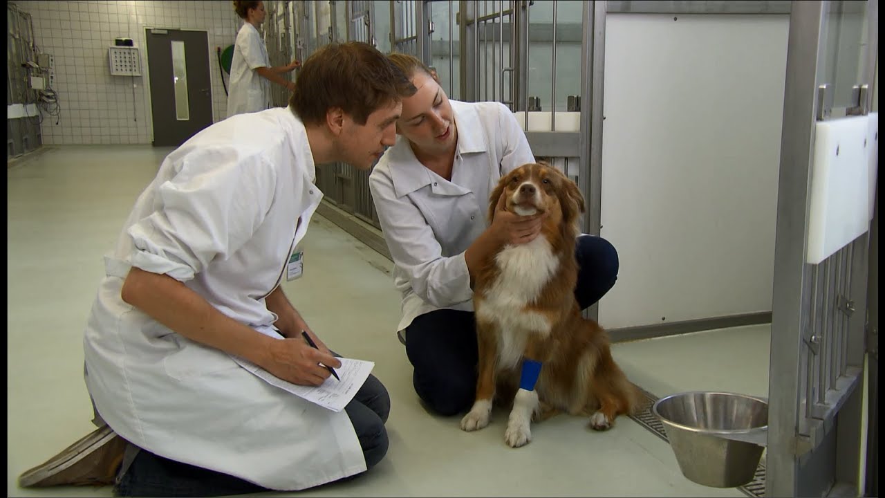 Cure for Pets, Care for People: de Universiteitskliniek voor Gezelschapsdieren