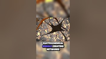 Unlocking the Brain  How Neurons Power Our Minds 🧠