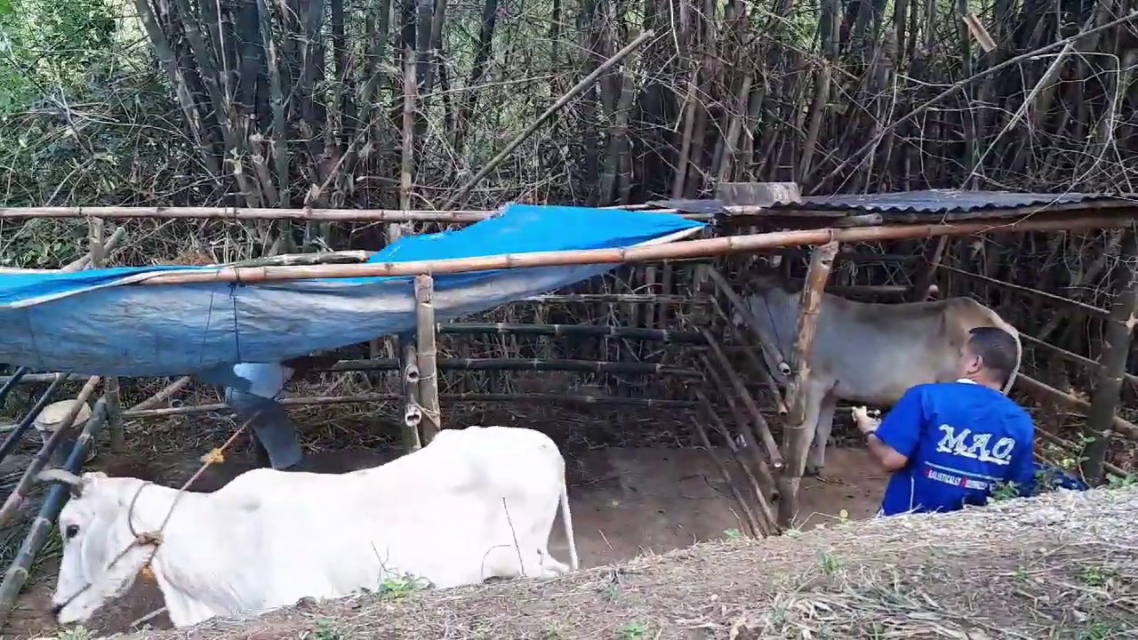 CATTLE FARMING//TAMANG GABAY SA PAGLALANDI O PAGHEAT NG BAKA