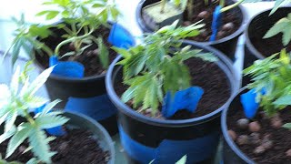 Bloomspect led lights.420 clones about to be transplant to hydroponics .