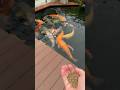 Feeding time for Japanese Koi 🎏❤️ #fish #koi #koipond #japan