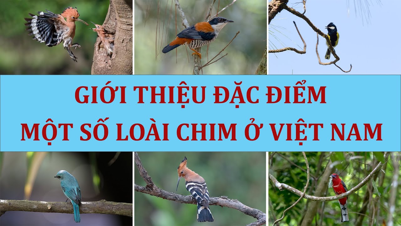 Thiên nhiên hoang dã | Các loài chim đẹp ở Việt nam