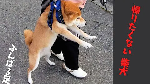 絶対に帰りたくない犬 Mp3