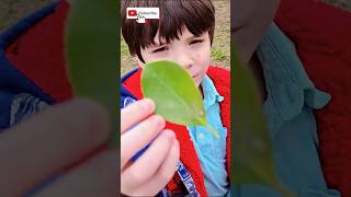 STEM: Nature Hunt + Microscope Exploration 🔬🌿| Science Experiment Exploring The Tiny World Fun Kids Microscope Experiment