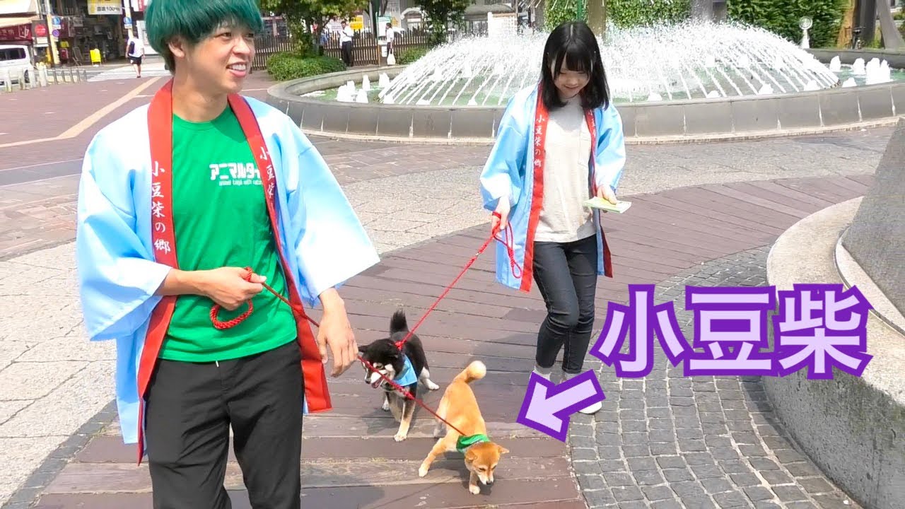 I went for a walk with Azuki Shiba and handed out flyers!!! - YouTube