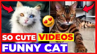 CUTE DOGS 🐕♥️ Smart dog  Funny Cat Videos super funny cat videos by Jhon Pets Tv 59 views 2 years ago 4 minutes, 53 seconds
