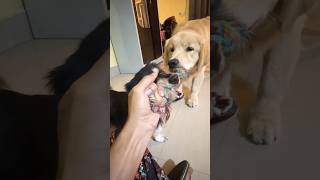 Pupai is too strong, Mini and I are not enough😩. #goldenretriever #pets #cuteanimals #awesomevideo