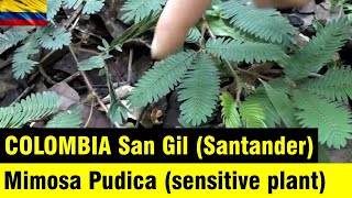 COLOMBIA San Gil - Parque El Gallineral (Mimosa Pudica - plantas sensíveis ao toque)