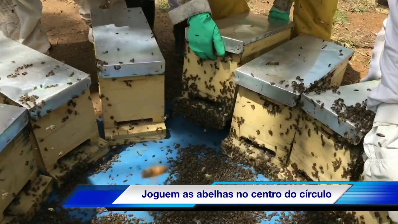 Divisão De Enxames Mandala 3 Para 15